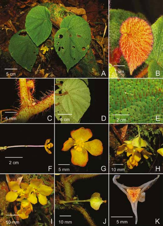 B. lingiae